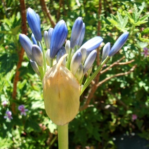 Agapanthus: medicine and beauty